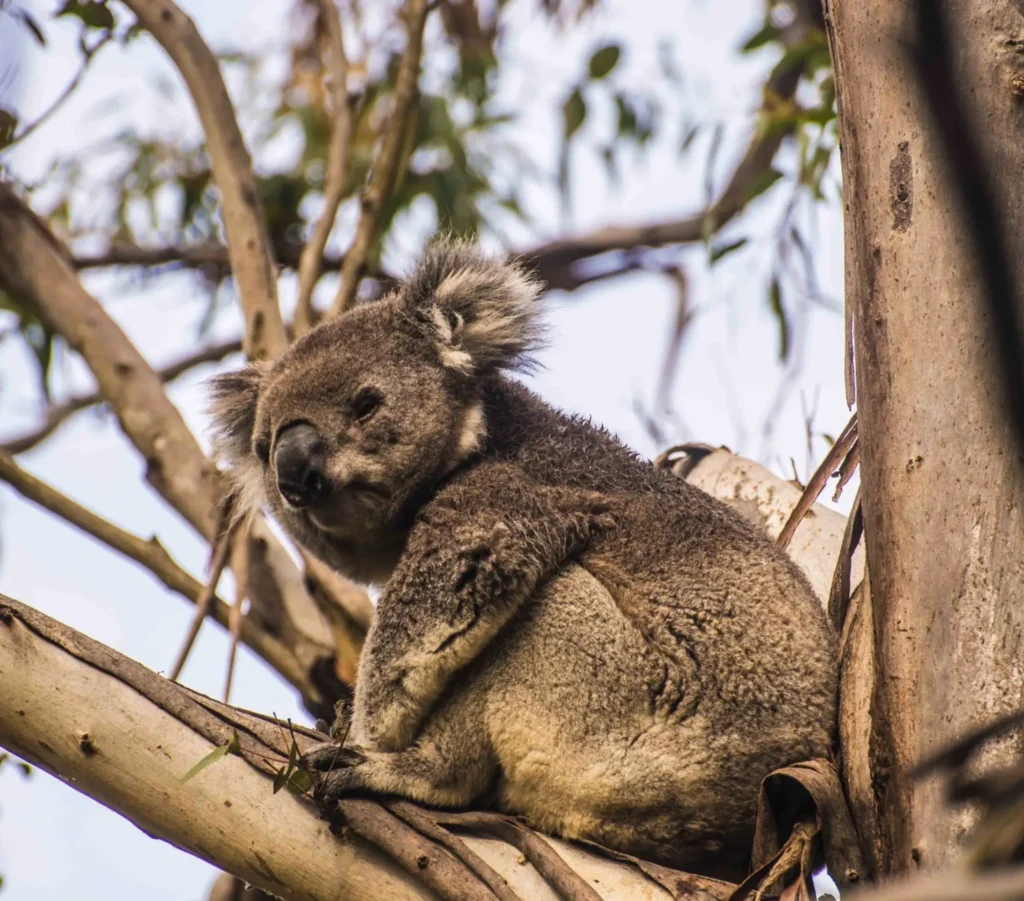 Koala Conservation Reserve