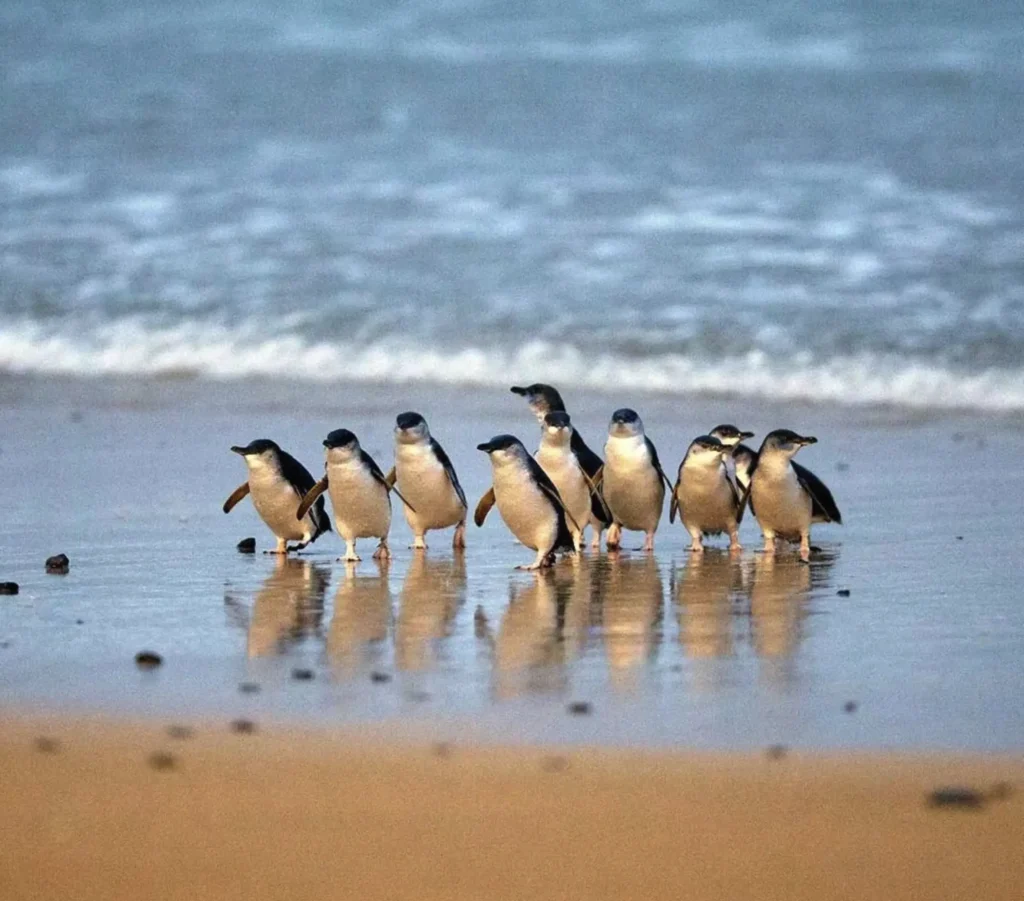 Penguin Parade