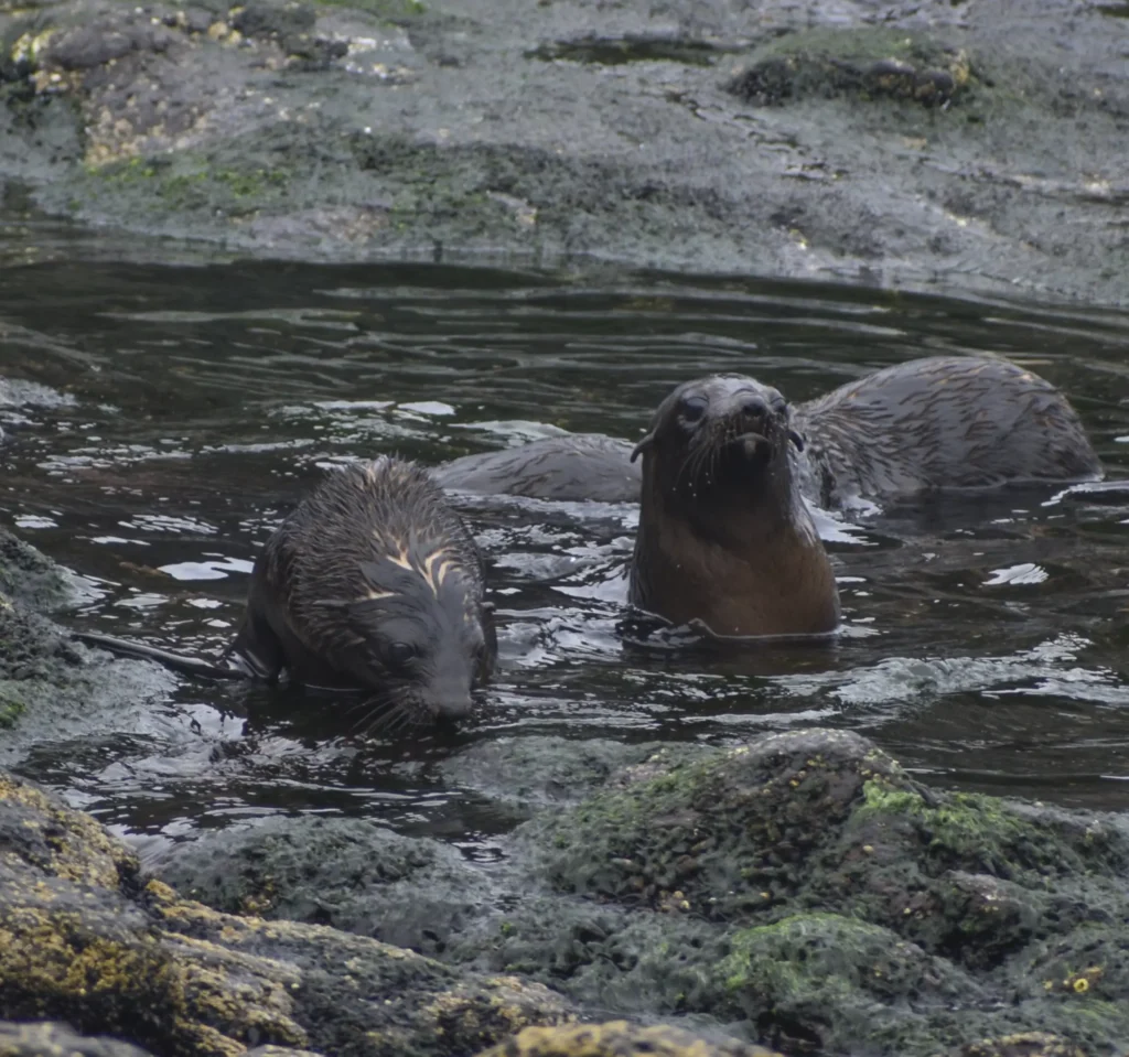 Seal Rocks